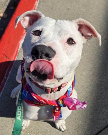 Enlarge Donco (DEAF), a Adoptable Mixed Breed in Chamblee, GA image 1/3