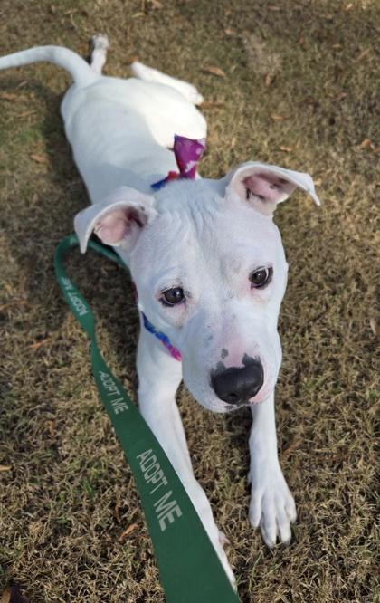 Donco (DEAF), Adoptable, Adult Male Mixed Breed & Mixed Breed.
