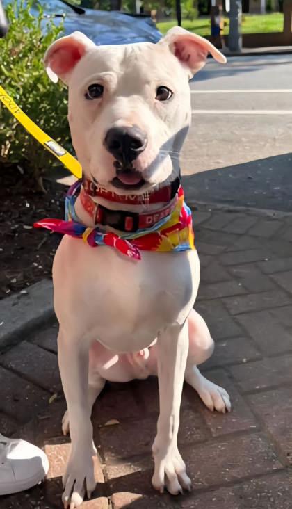 Enlarge Donco (DEAF), a Adoptable Mixed Breed in Chamblee, GA image 3/3