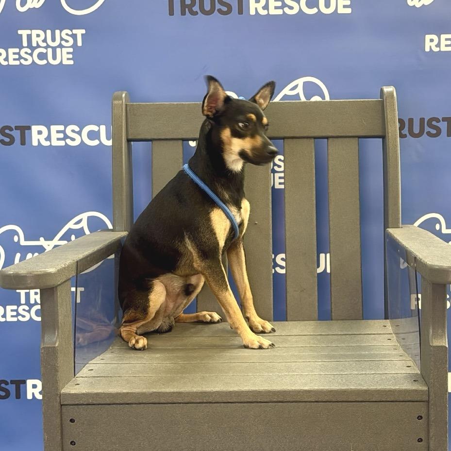 Enlarge FARLEY, a Adoptable Miniature Pinscher in Berlin, NJ image 3/5