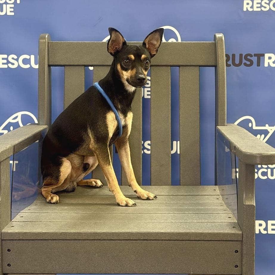 FARLEY, Adoptable, Adult Male Miniature Pinscher.