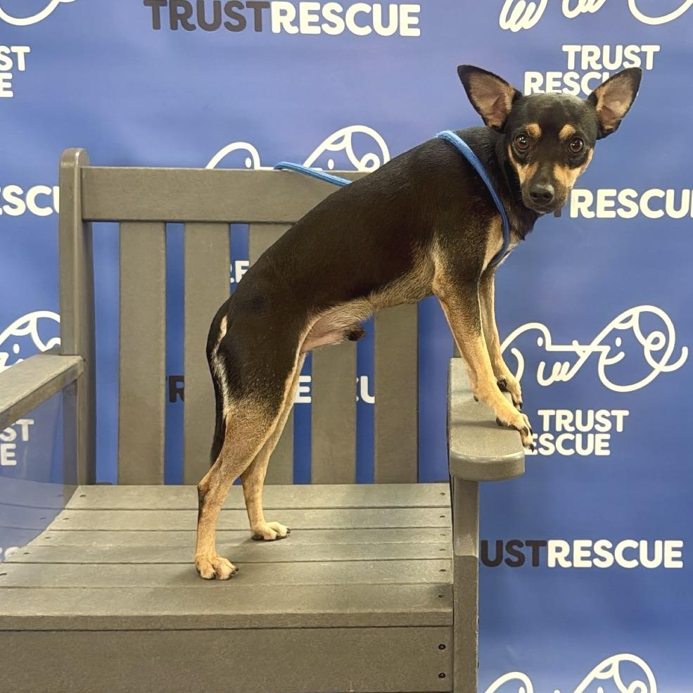 Enlarge FARLEY, a Adoptable Miniature Pinscher in Berlin, NJ image 5/5