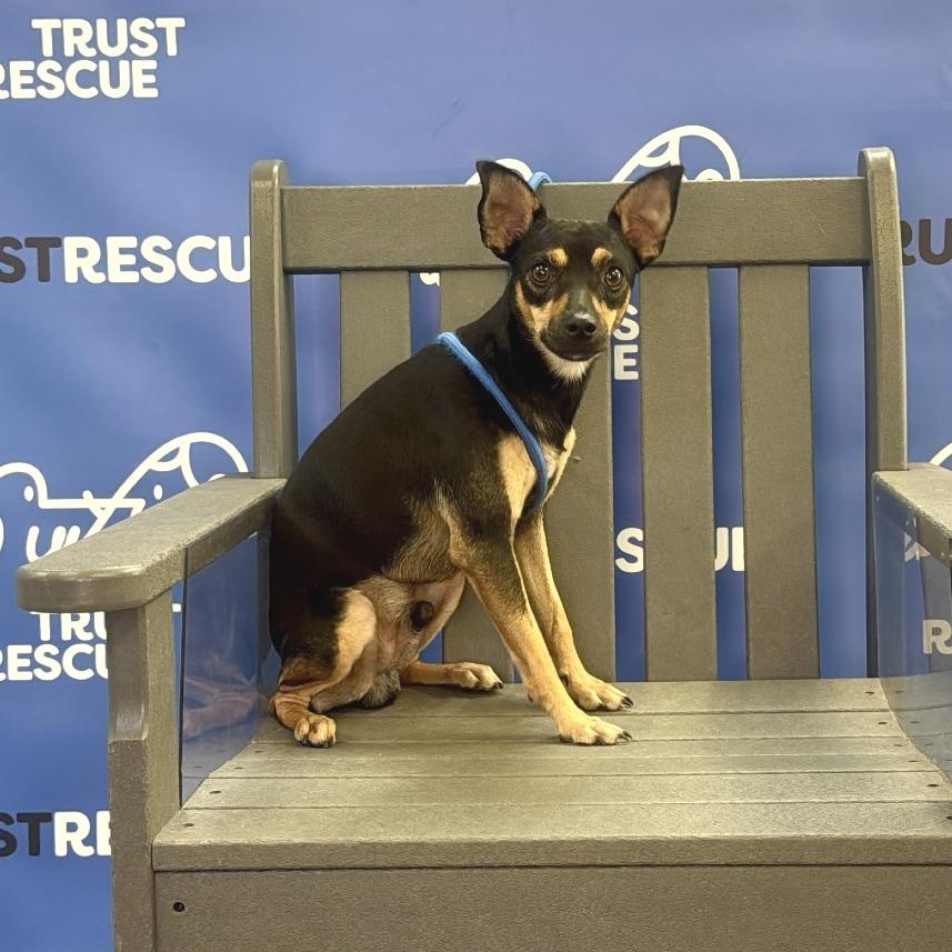 Enlarge FARLEY, a Adoptable Miniature Pinscher in Berlin, NJ image 4/5