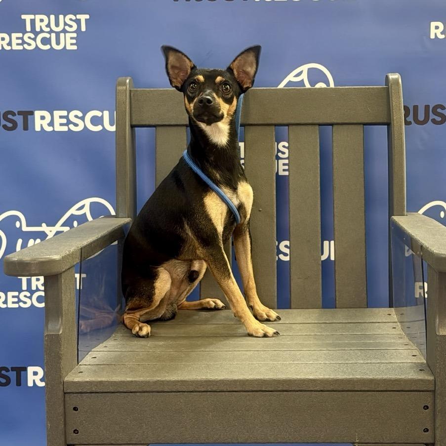 Enlarge FARLEY, a Adoptable Miniature Pinscher in Berlin, NJ image 2/5