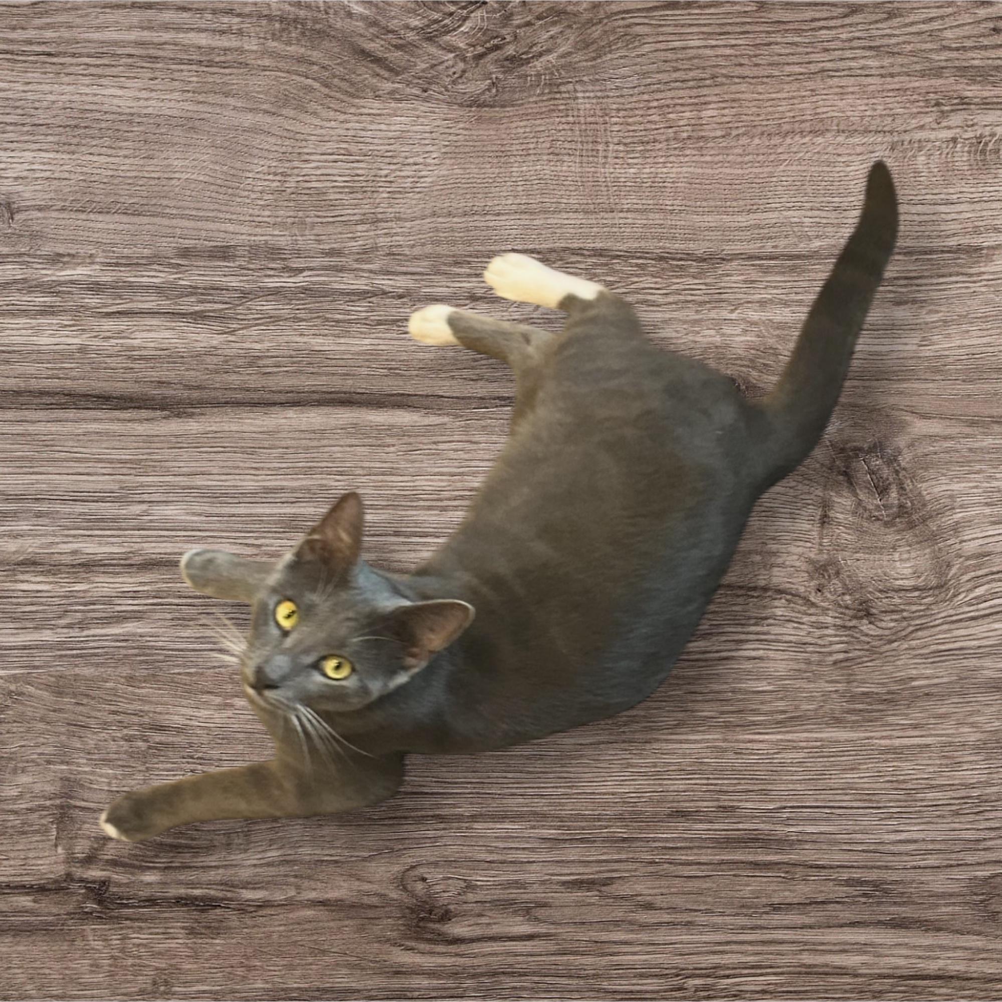 Feather, Adoptable, Young Female American Shorthair & Russian Blue.