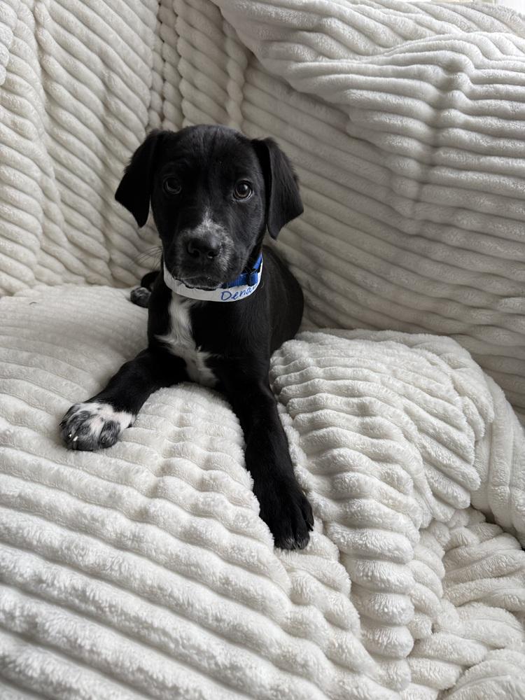 Denali (National Park), Adoptable, Puppy Male Labrador Retriever.