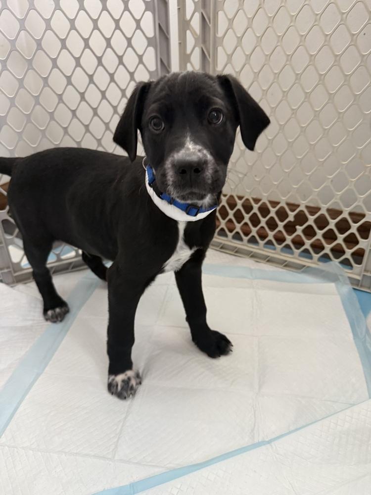 Denali (National Park), a Adoptable mixed breed in New Albany, OH image 2/3