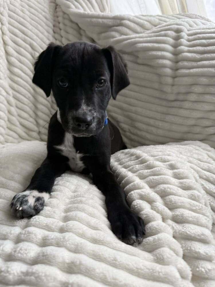 Denali (National Park), a Adoptable mixed breed in New Albany, OH image 3/3