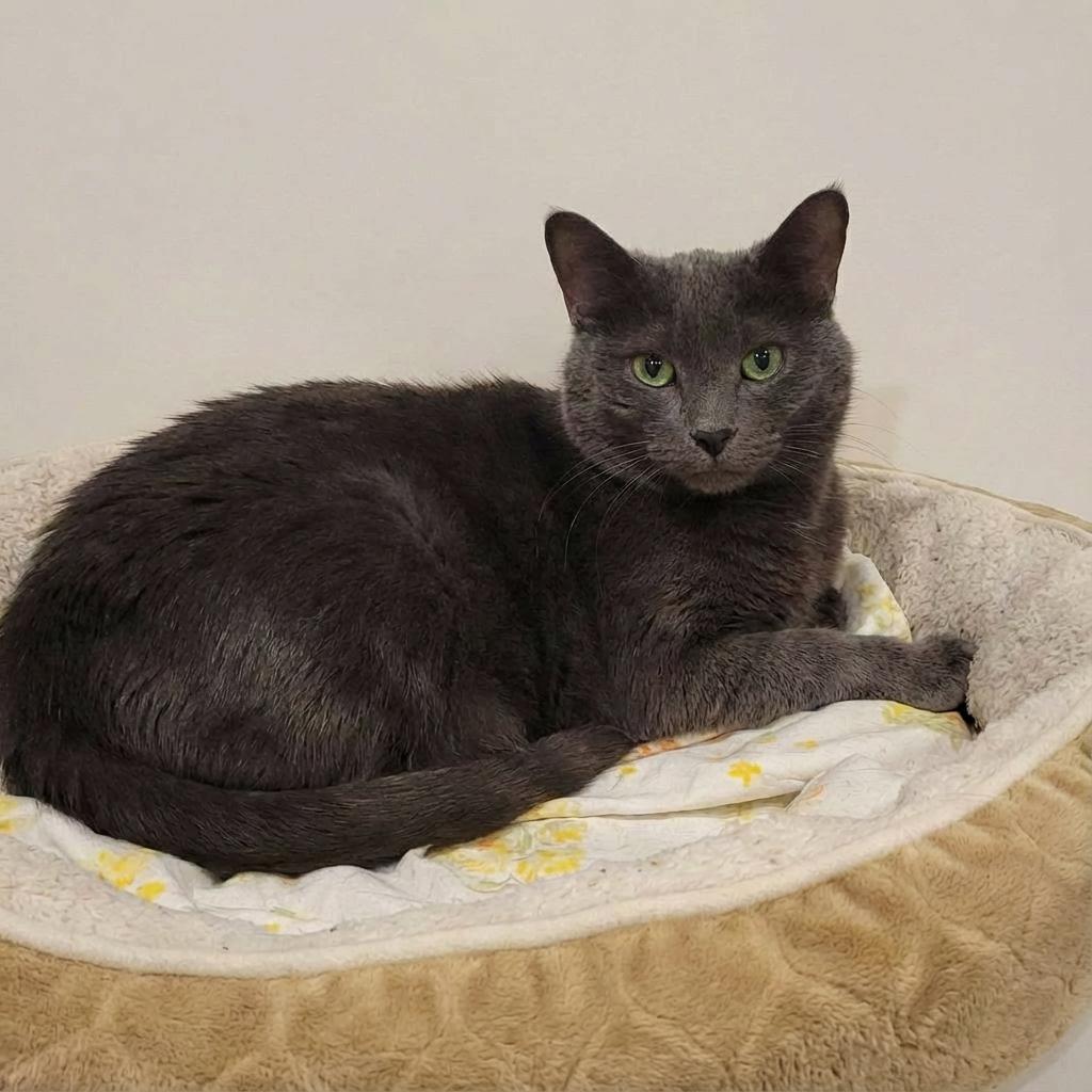 Enlarge Giles, a ADOPTABLE Domestic Short Hair in Scarborough, ON image 1/1