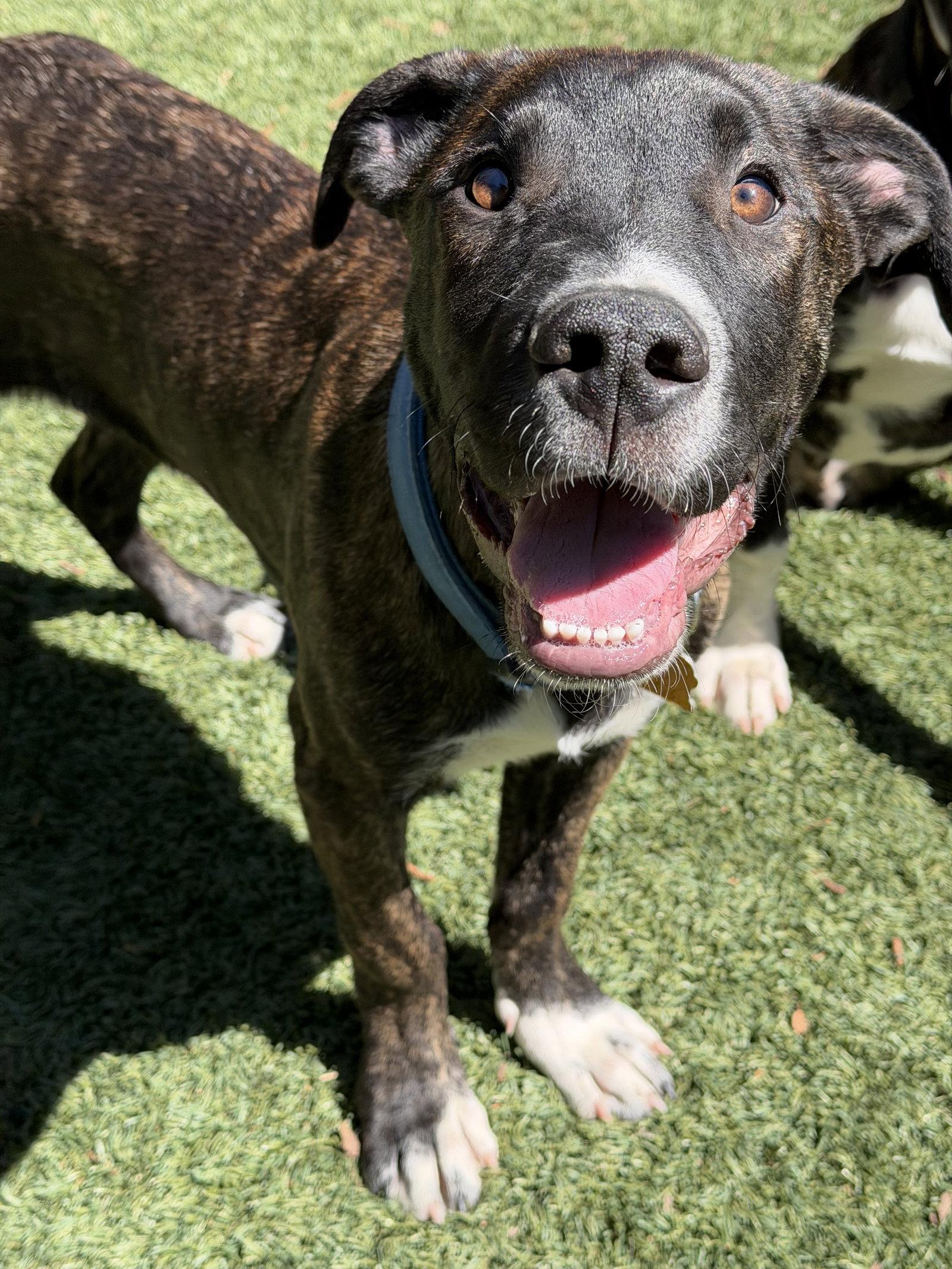 Enlarge Danny, a Adoptable mixed breed in Sunnyvale, CA image 1/1