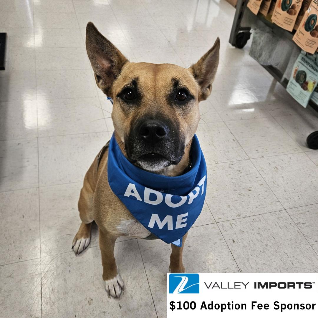 Eartha, Adoptable, Adult Female Shepherd & Pit Bull Terrier.