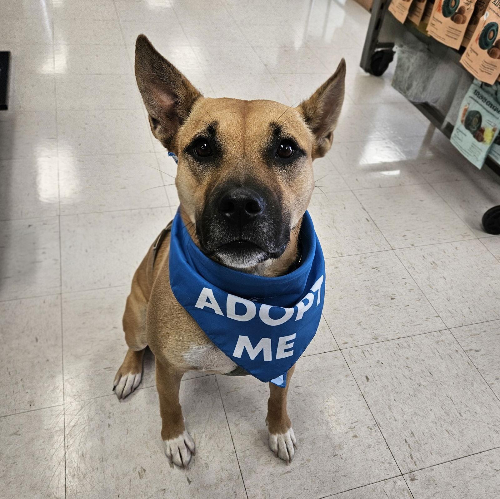 Eartha, Adoptable, Adult Female Shepherd & Pit Bull Terrier.