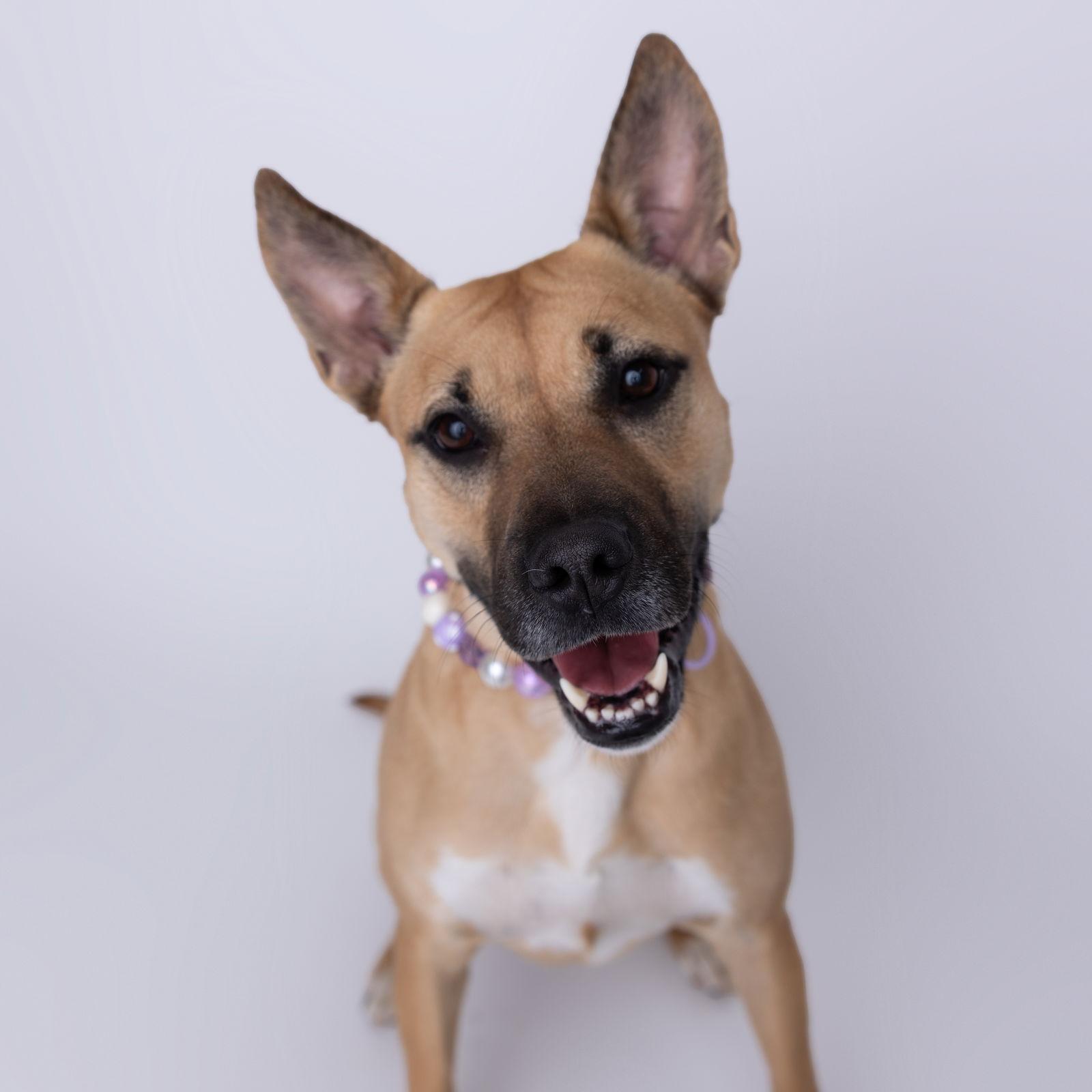 Eartha, a Adoptable mixed breed in Fargo, ND image 2/3