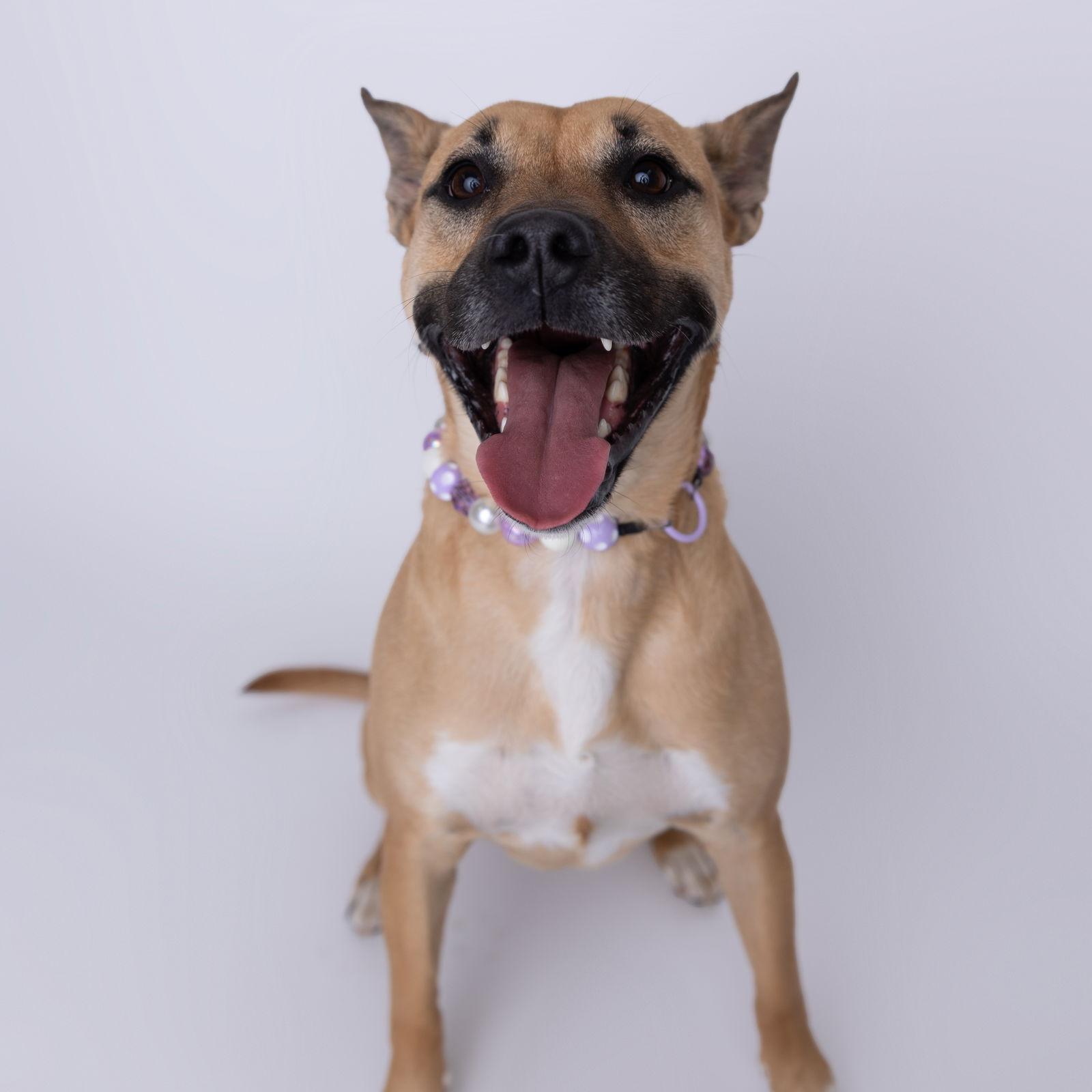 Eartha, Adoptable, Adult Female Shepherd & Pit Bull Terrier.