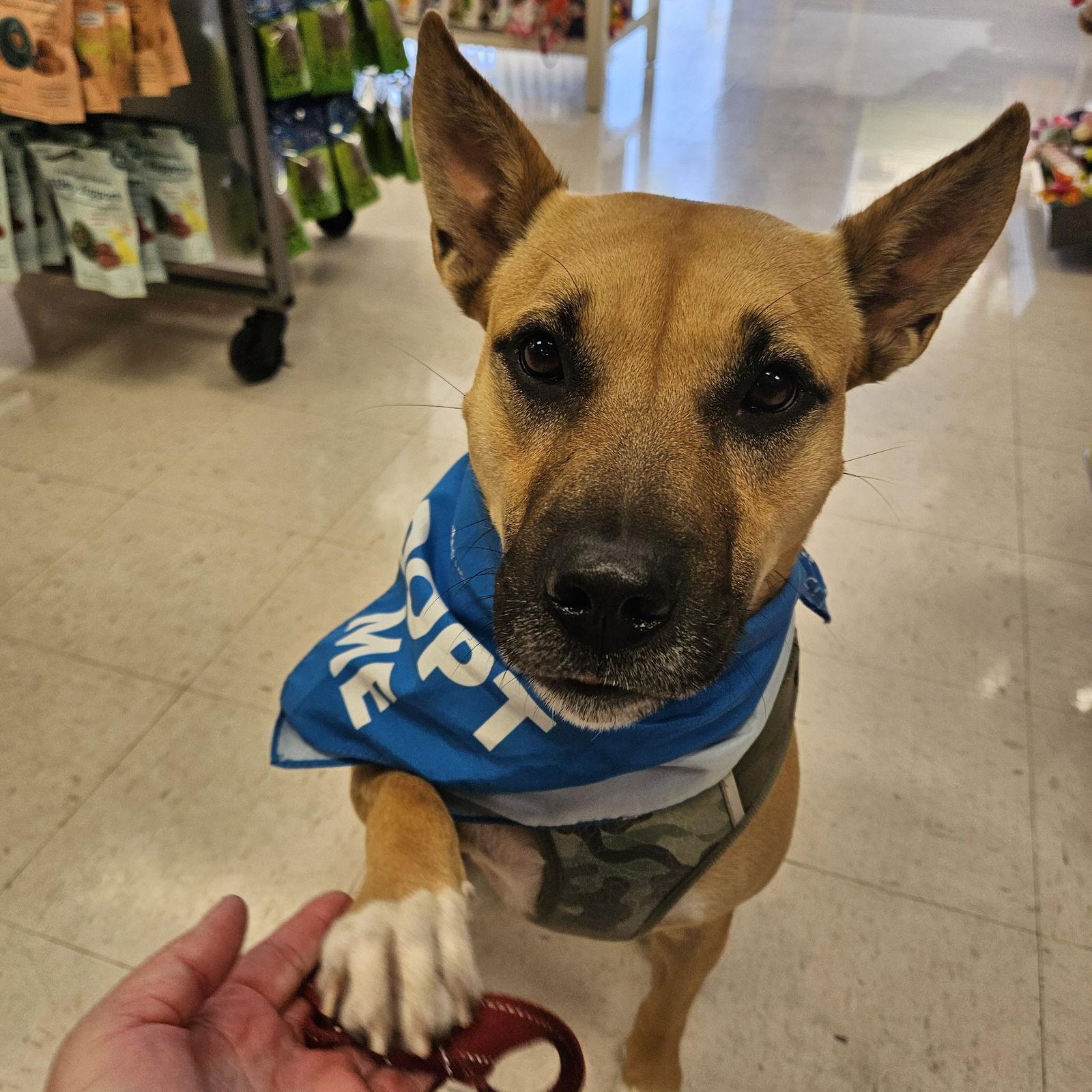 Eartha, a Adoptable mixed breed in Fargo, ND image 2/3