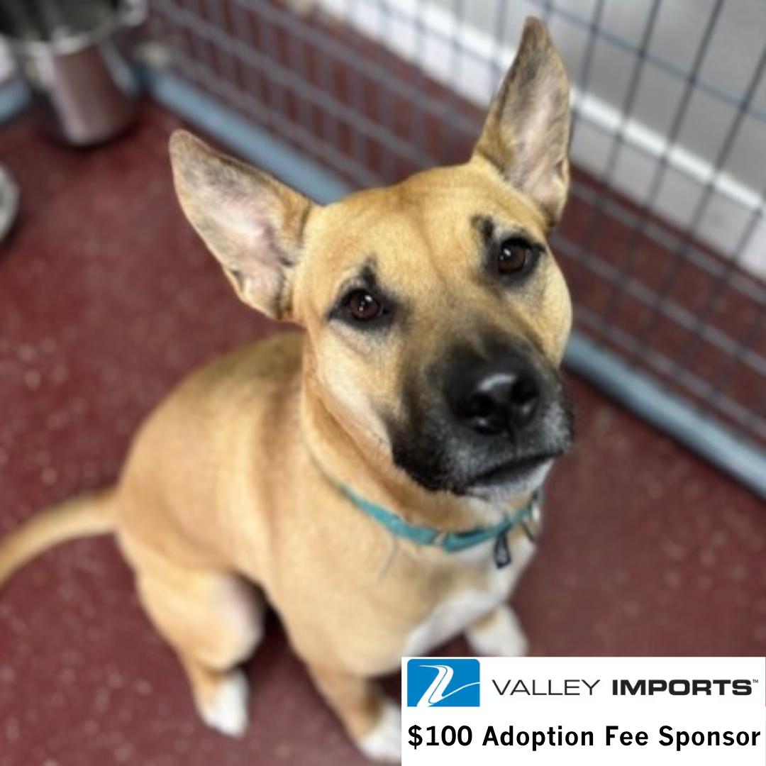 Enlarge Eartha, a Adoptable mixed breed in Fargo, ND image 3/3