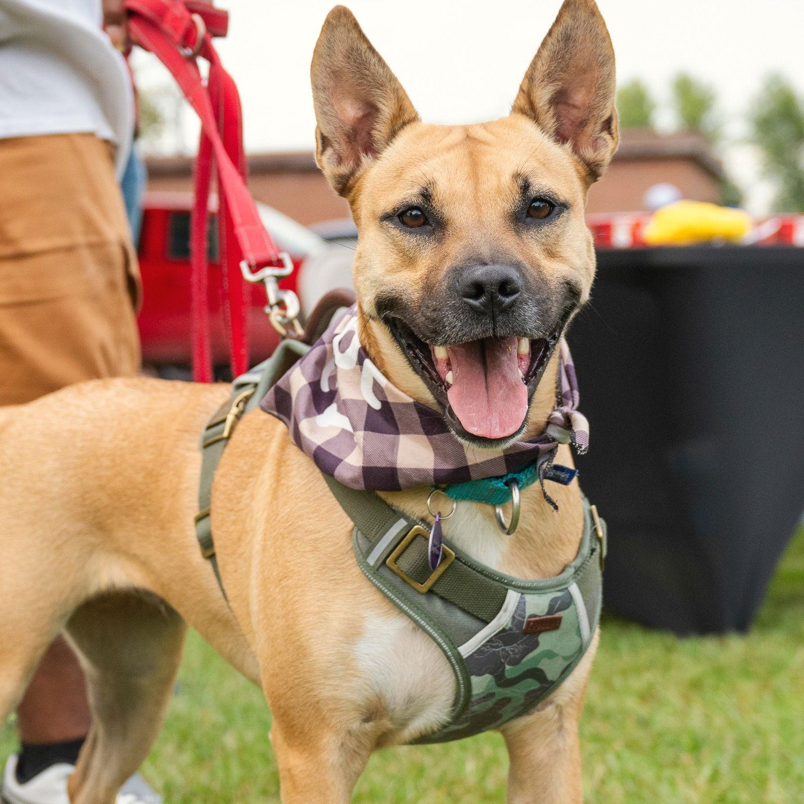 Eartha, a Adoptable mixed breed in Fargo, ND image 3/3