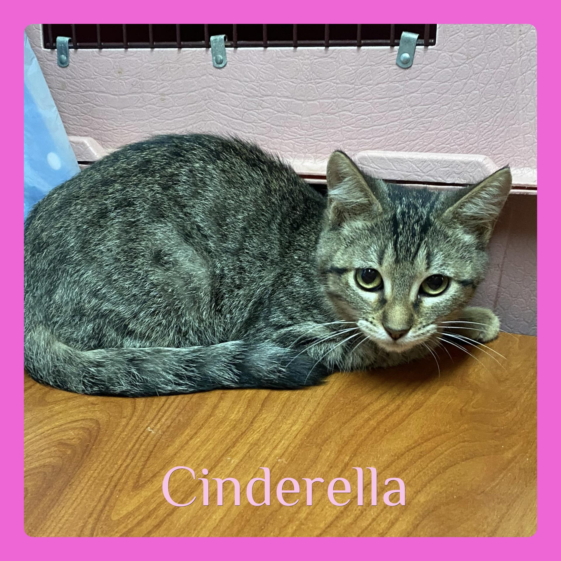 CINDERELLA, ADOPTABLE, Kitten Female Oriental Tabby.