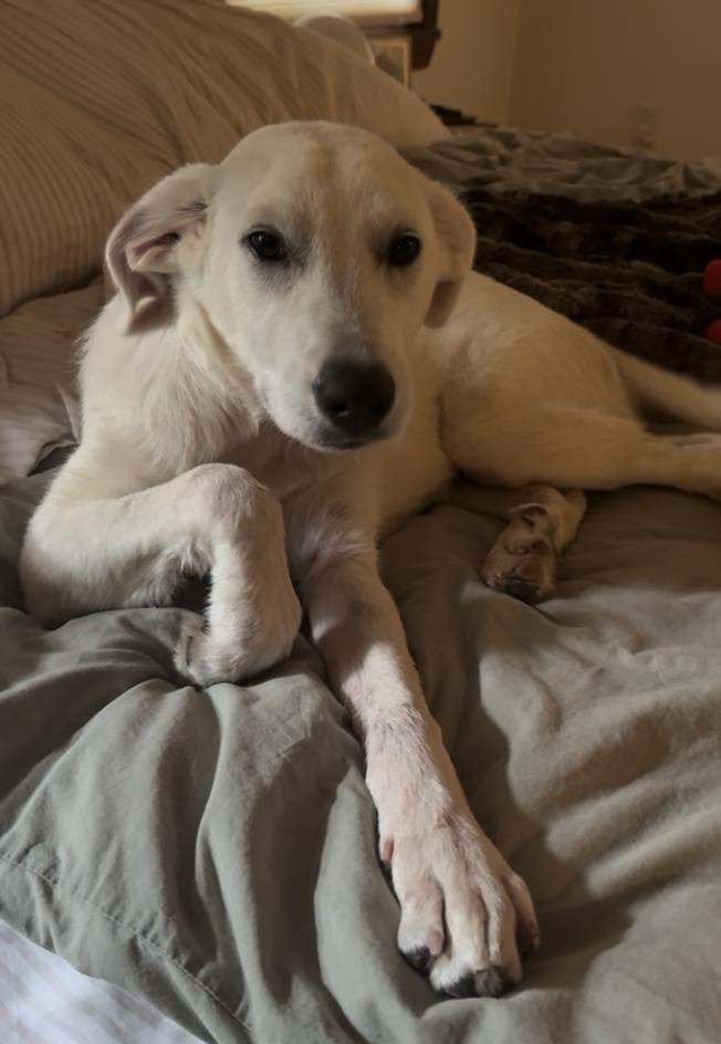 Wonton "Tony", Adoptable, Puppy Male Great Pyrenees.