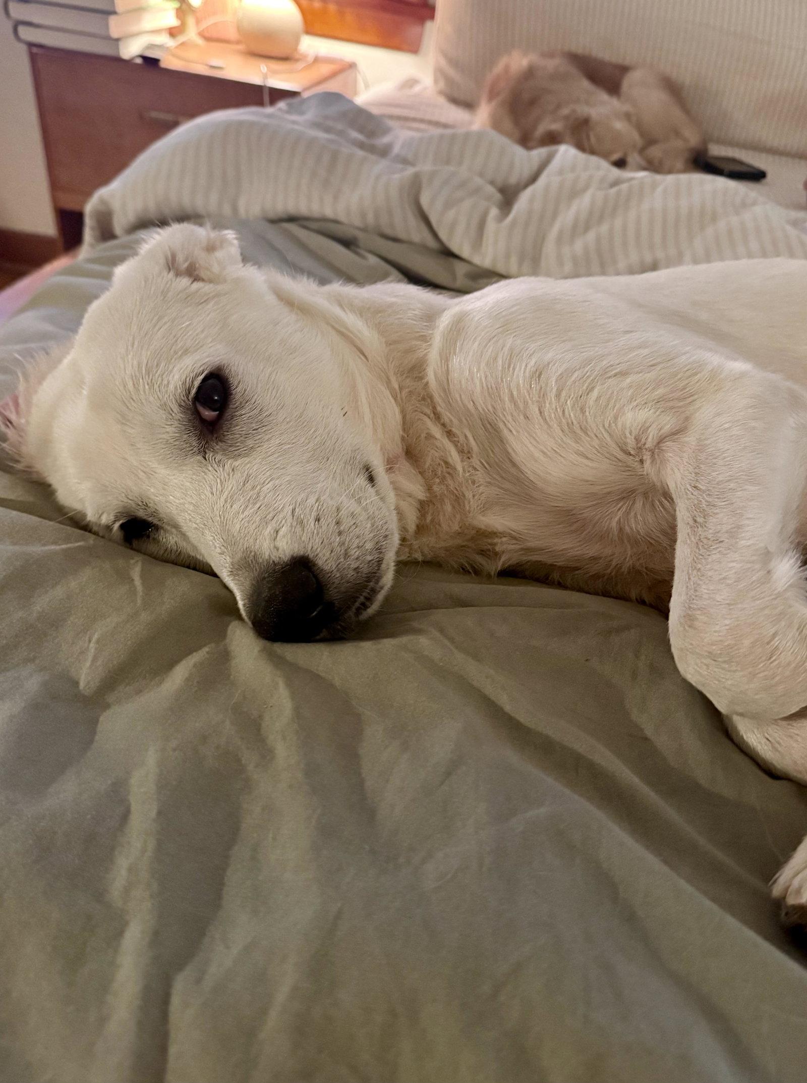 Enlarge Wonton "Tony", a Adoptable Great Pyrenees in Portland, OR image 3/3
