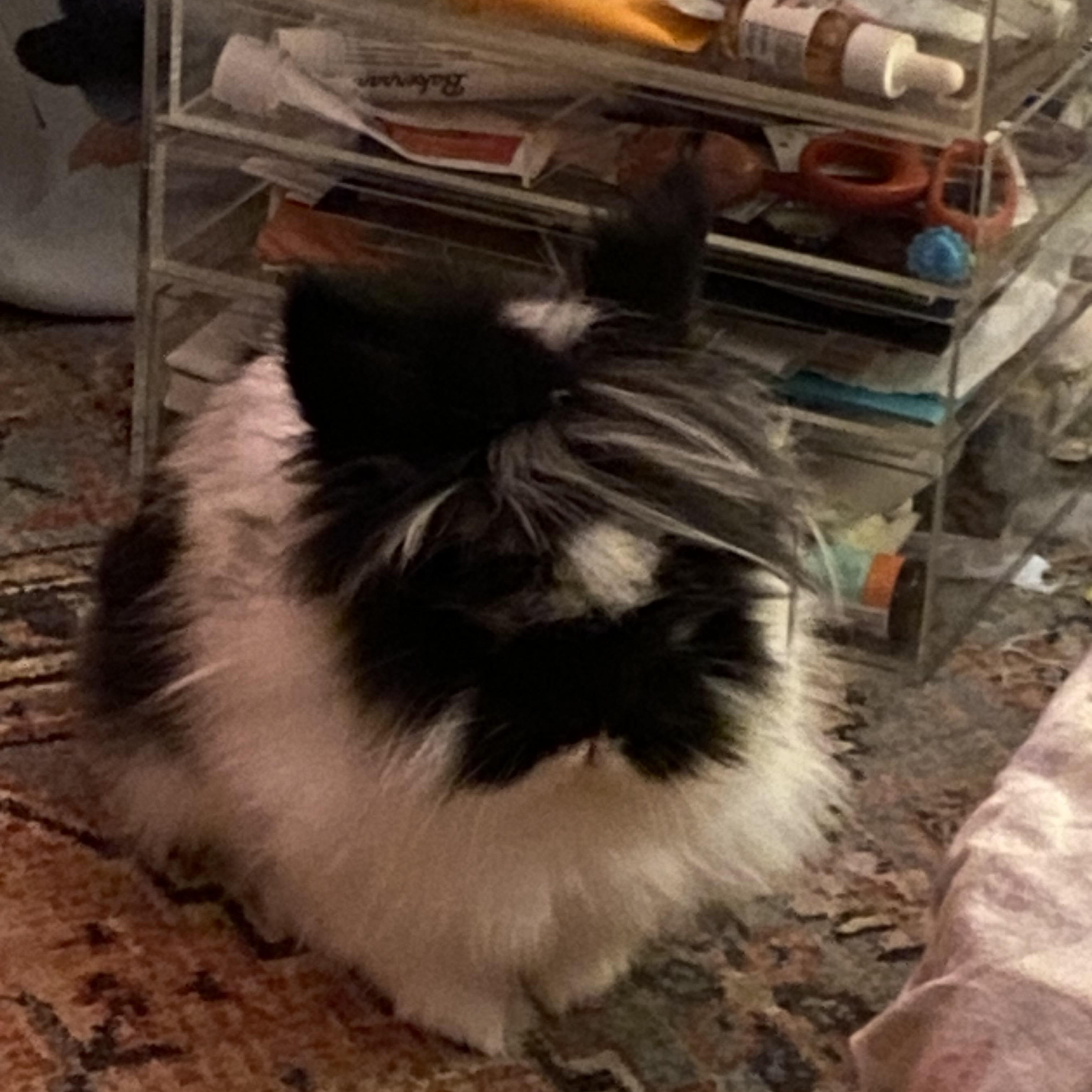 Winni, a ADOPTABLE Lionhead in Gig Harbor, WA image 2/3