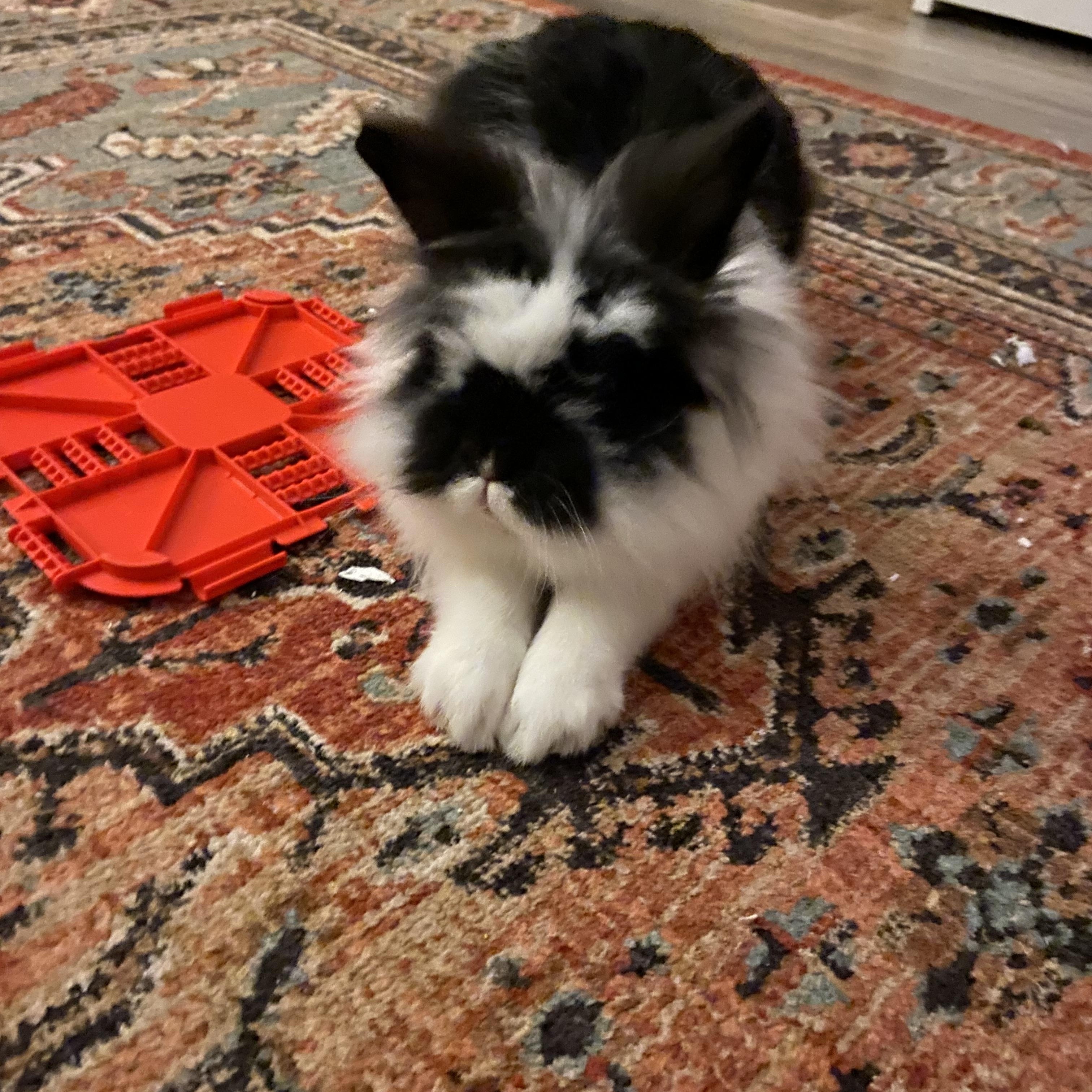 Winni, a ADOPTABLE Lionhead in Gig Harbor, WA image 1/3