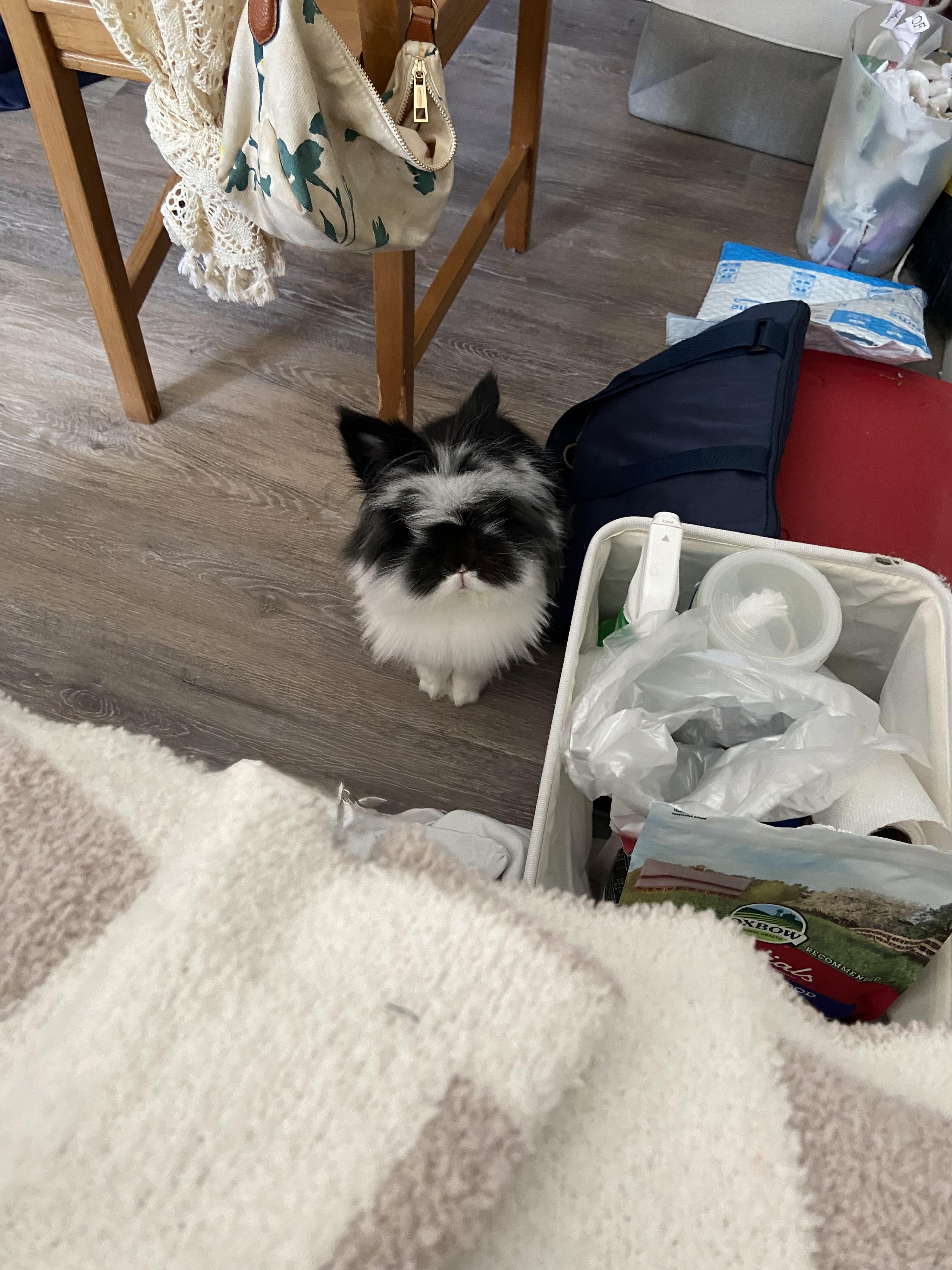 Winni, a ADOPTABLE Lionhead in Gig Harbor, WA image 3/3