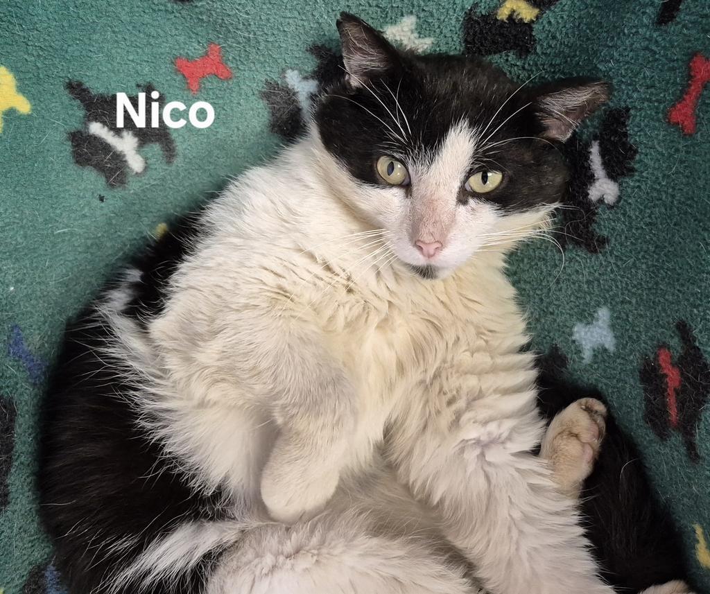 Enlarge Nico, a Adoptable mixed breed in Kendallville, IN image 1/1