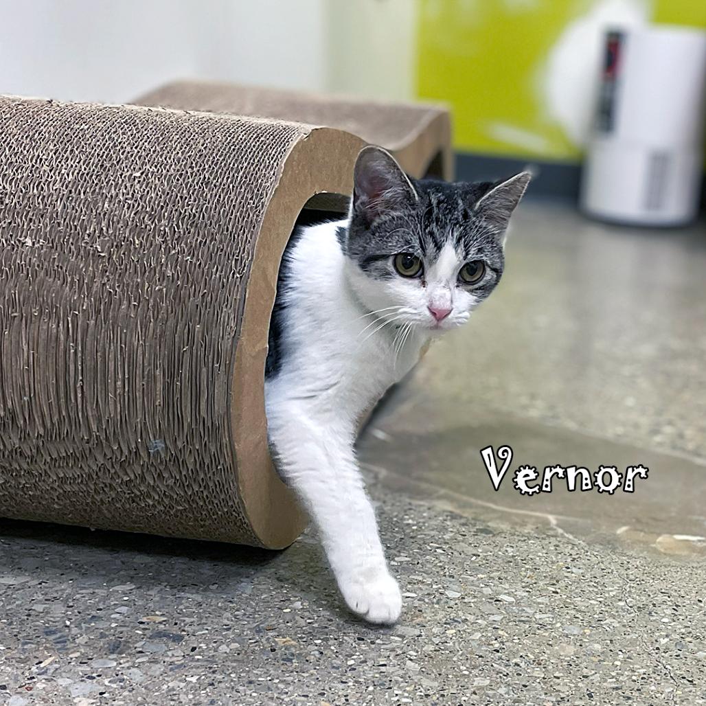 Vernor, Adoptable, Kitten Male Domestic Short Hair & Domestic Short Hair.