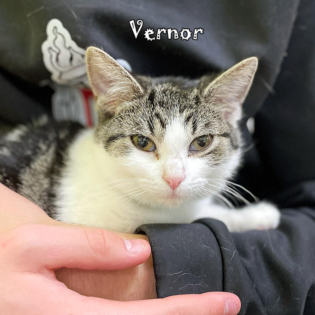 Enlarge Vernor, a Adoptable mixed breed in Carmel, IN image 4/5