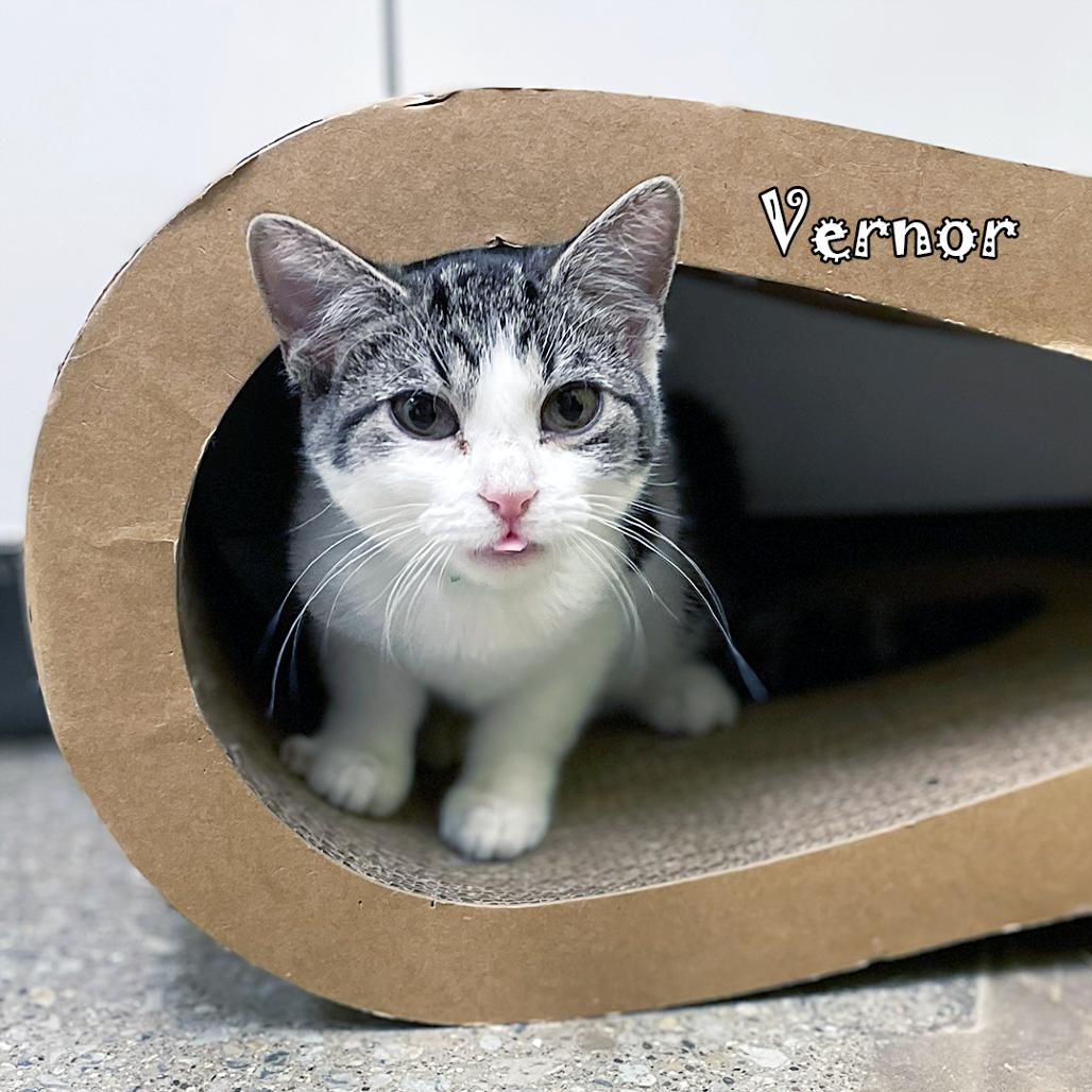 Enlarge Vernor, a Adoptable mixed breed in Carmel, IN image 5/5