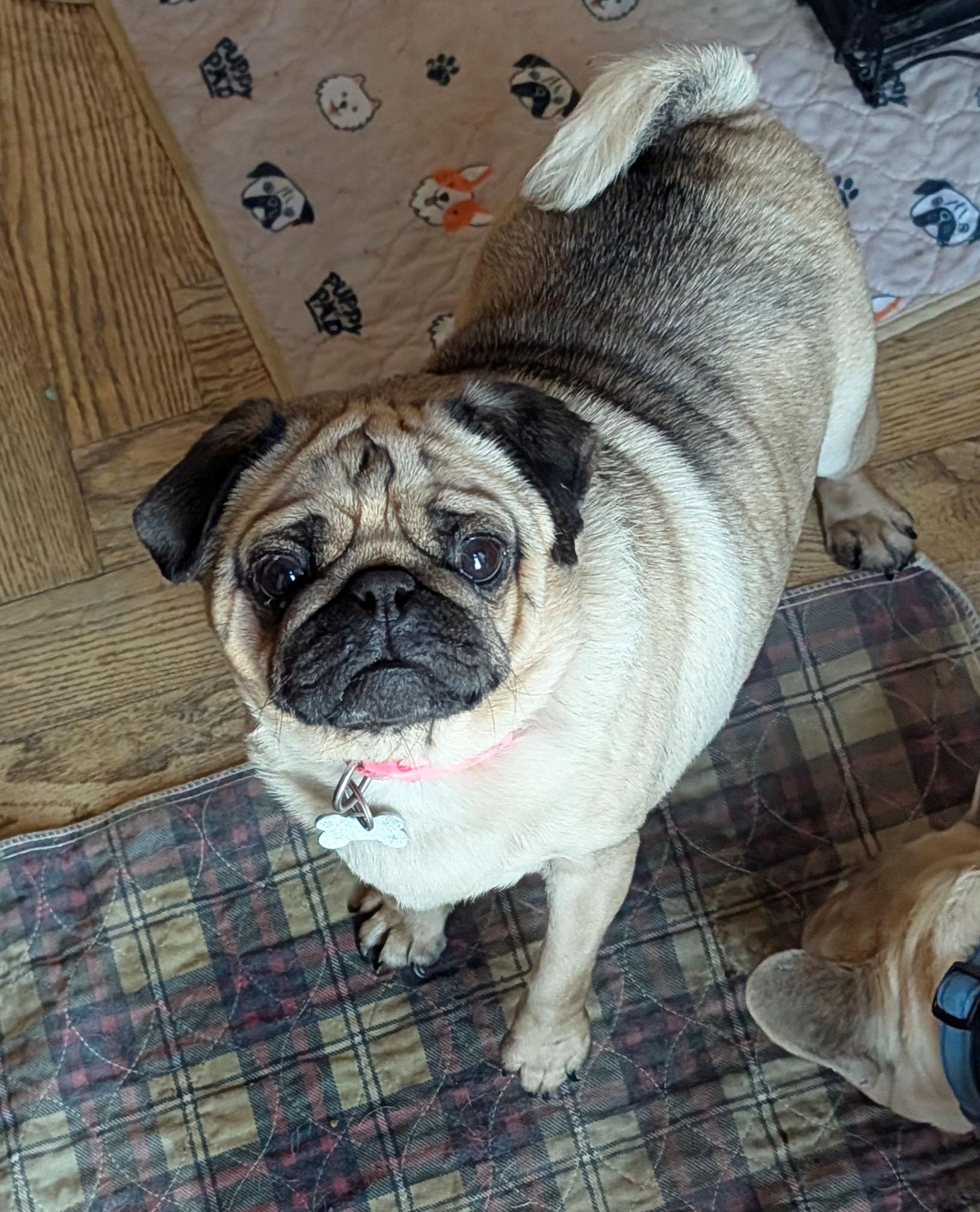 Twinkie, ADOPTABLE, Adult Female Pug.