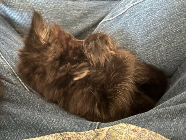 Enlarge Darling Tuxedo Kitten Girl, a Adopted Dilute Calico in Eagle Point, OR image 1/2