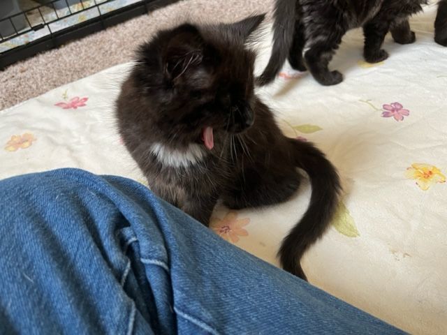 Enlarge Darling Tuxedo Kitten Girl, a Adopted Dilute Calico in Eagle Point, OR image 2/2