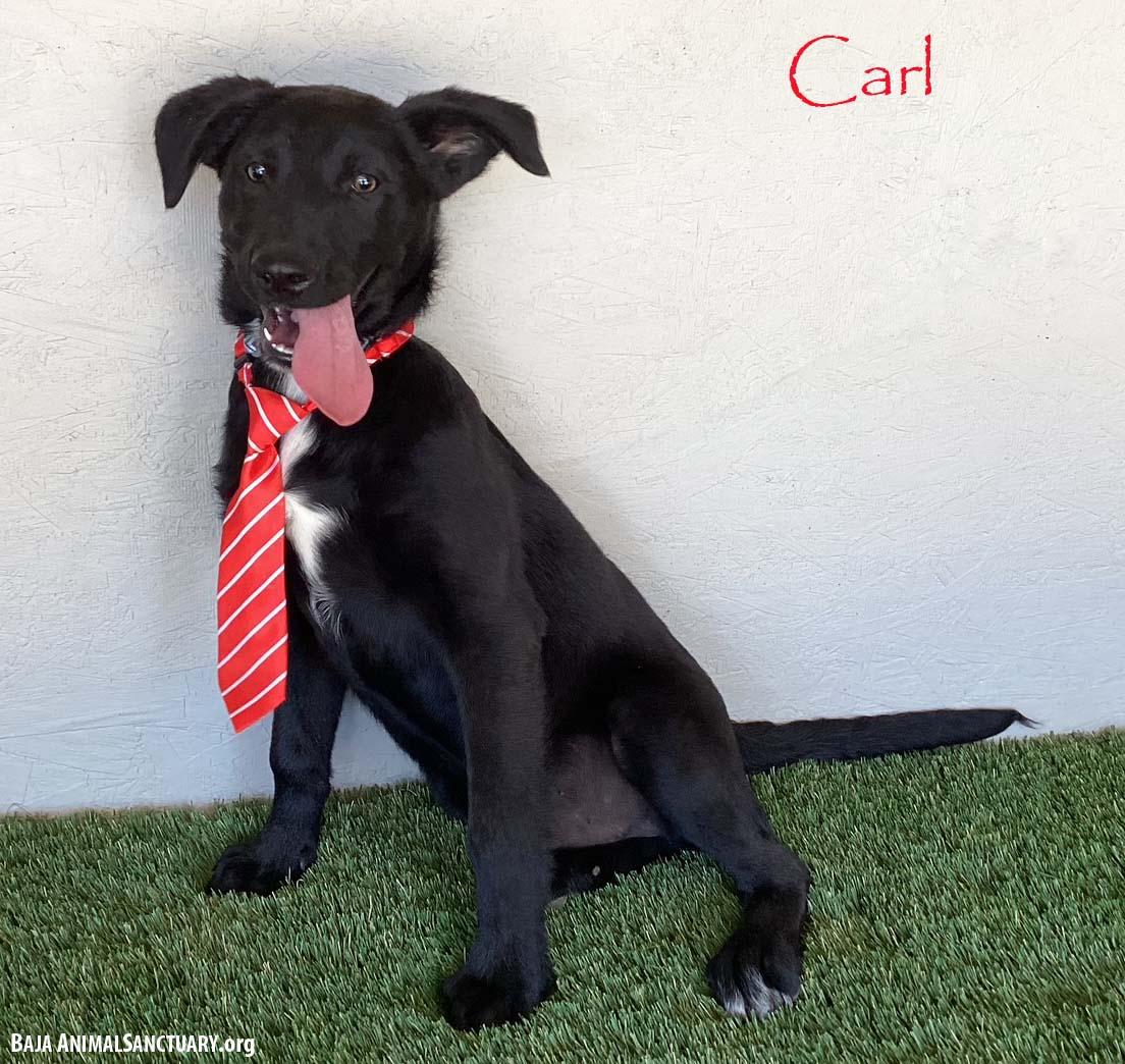 Carl, Young Male Black Labrador Retriever