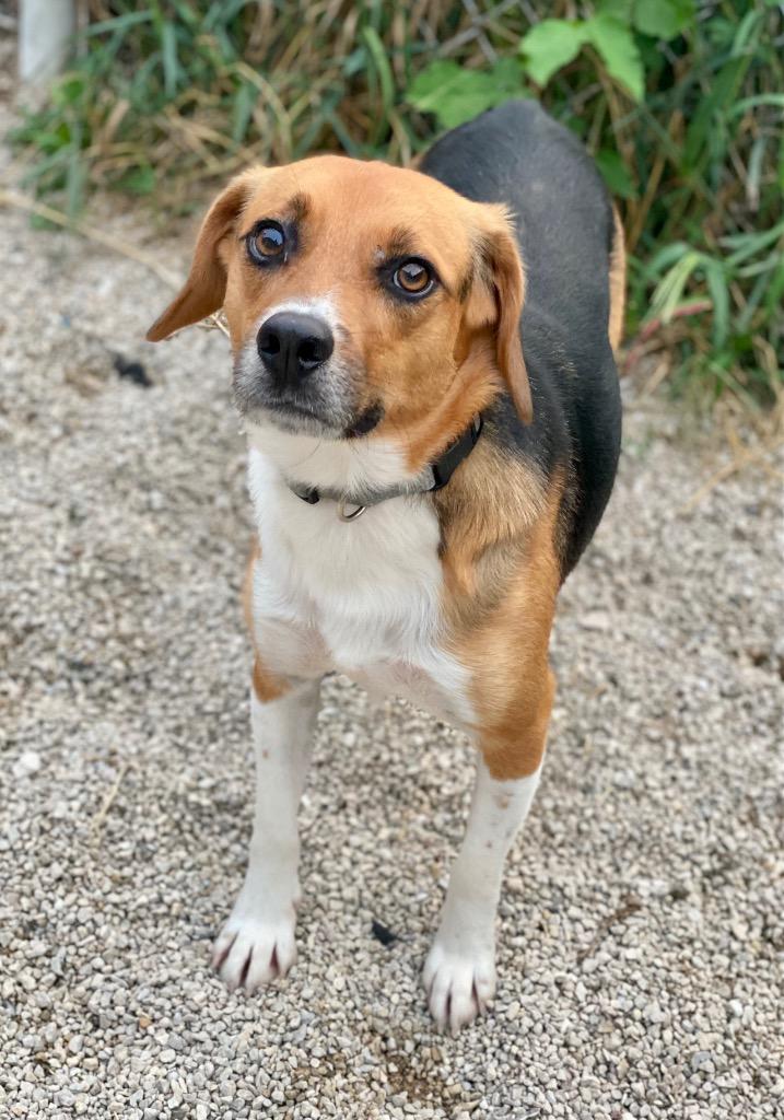 Enlarge Louis, a Adoptable mixed breed in Decorah, IA image 1/2