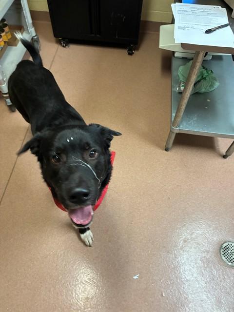 SKI, Adoptable, Adult Male Labrador Retriever & Mixed Breed.