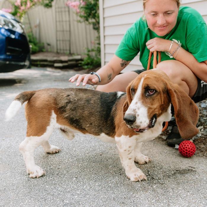 Lazer, an adopted Basset Hound in Chester Springs, PA image 4/5