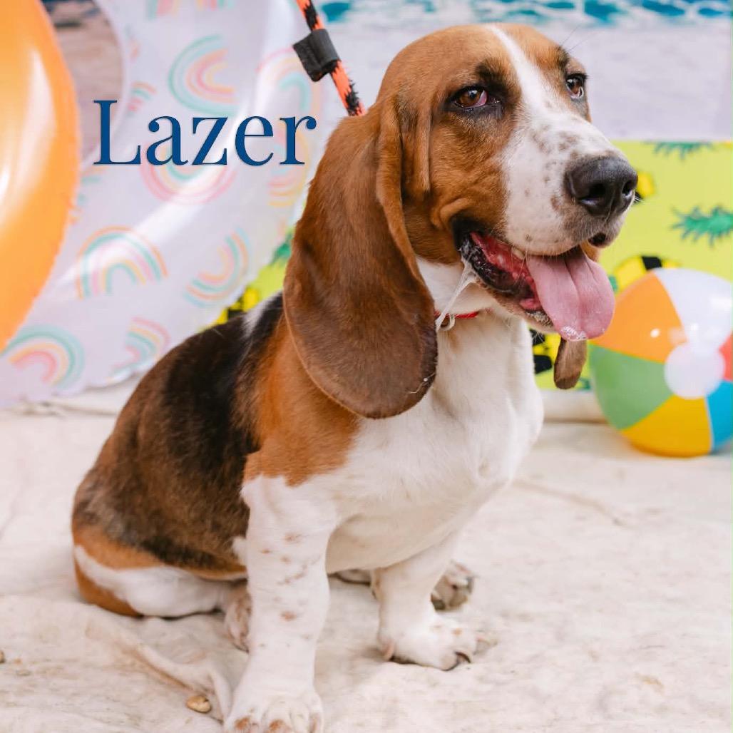 Lazer, an adopted Basset Hound in Chester Springs, PA image 2/5
