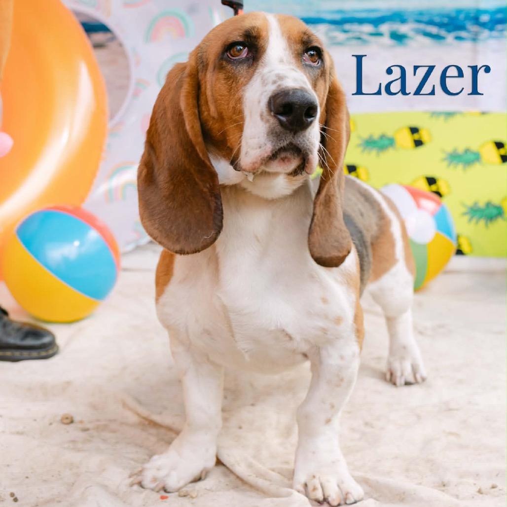 Lazer, an adopted Basset Hound in Chester Springs, PA image 3/5