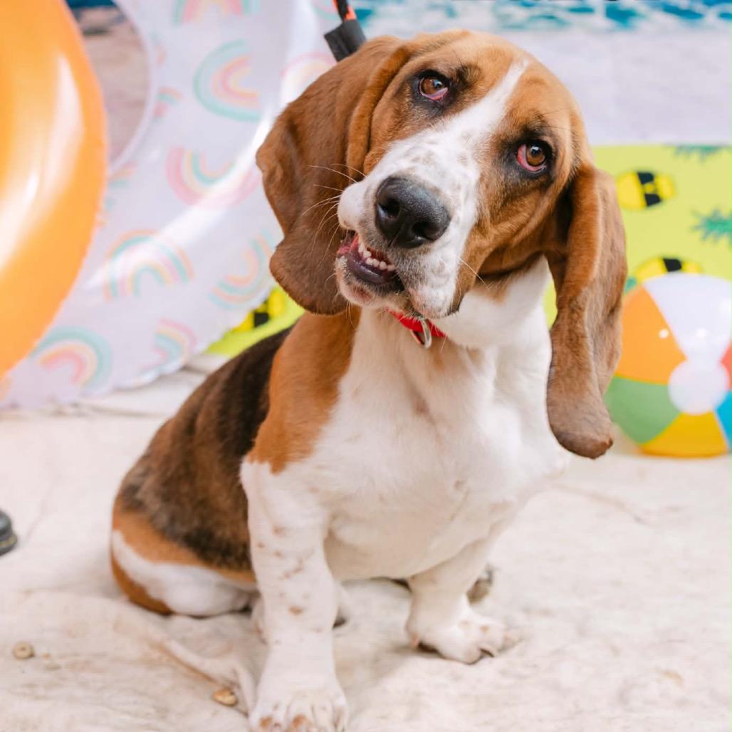 Lazer, an adopted Basset Hound in Chester Springs, PA image 1/5