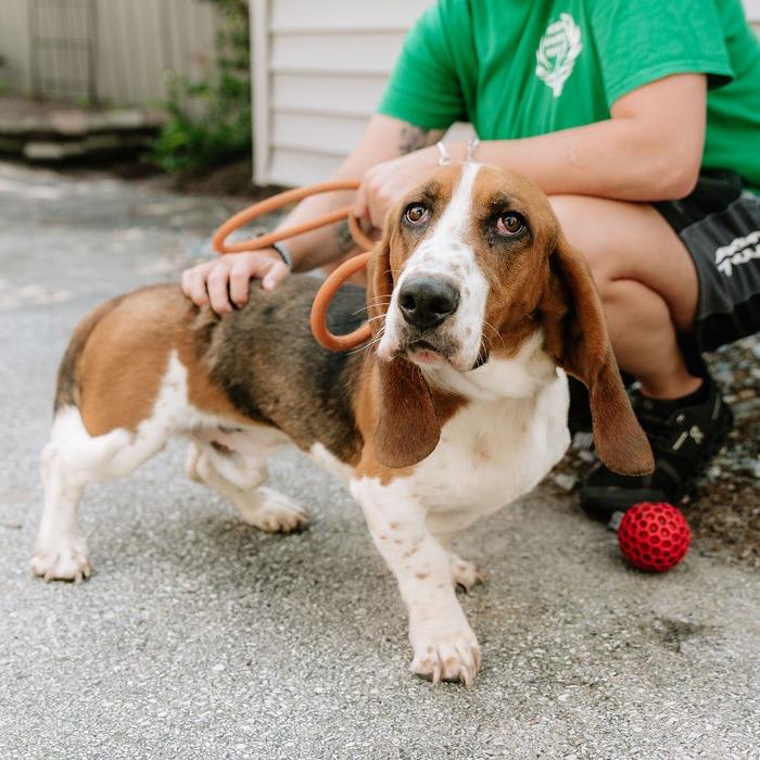 Lazer, an adopted Basset Hound in Chester Springs, PA image 5/5