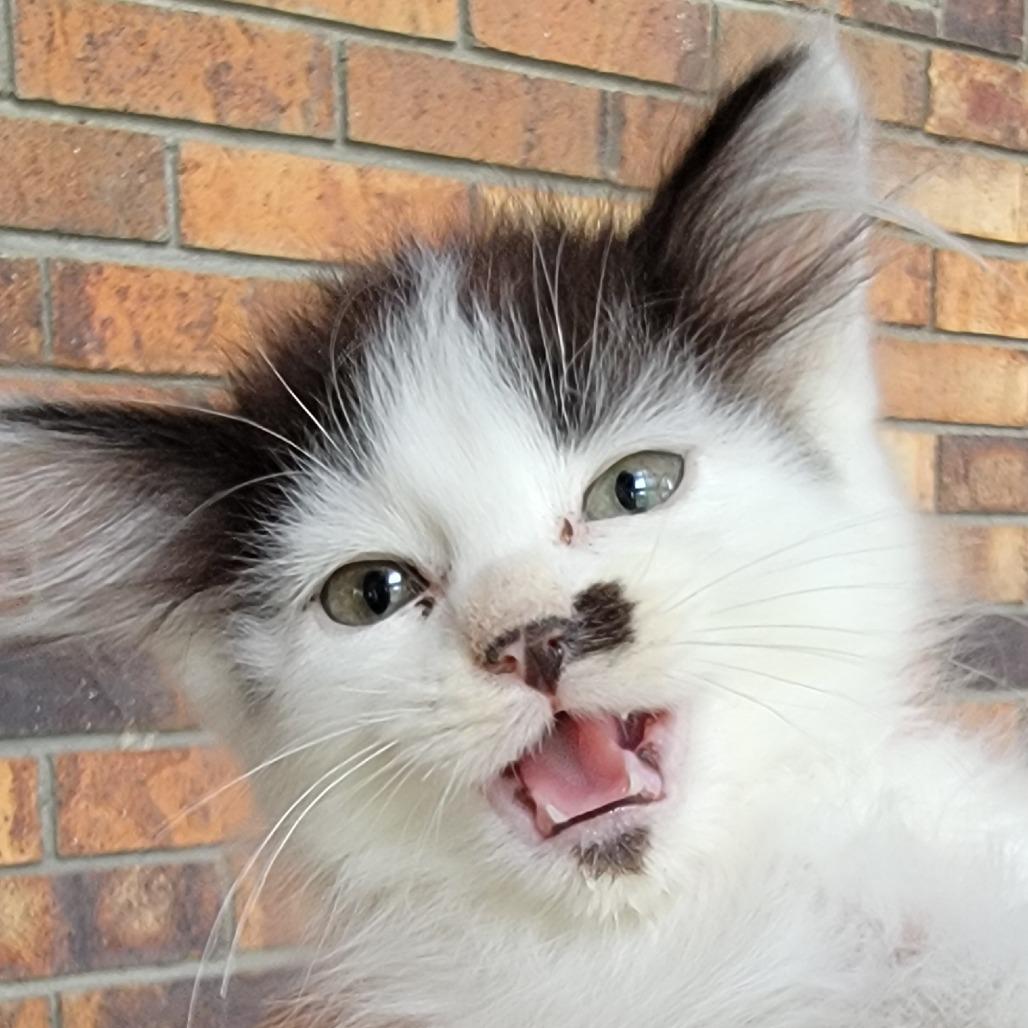 Enlarge Chibby, a Adoptable Domestic Short Hair in Buffalo, WY image 1/3