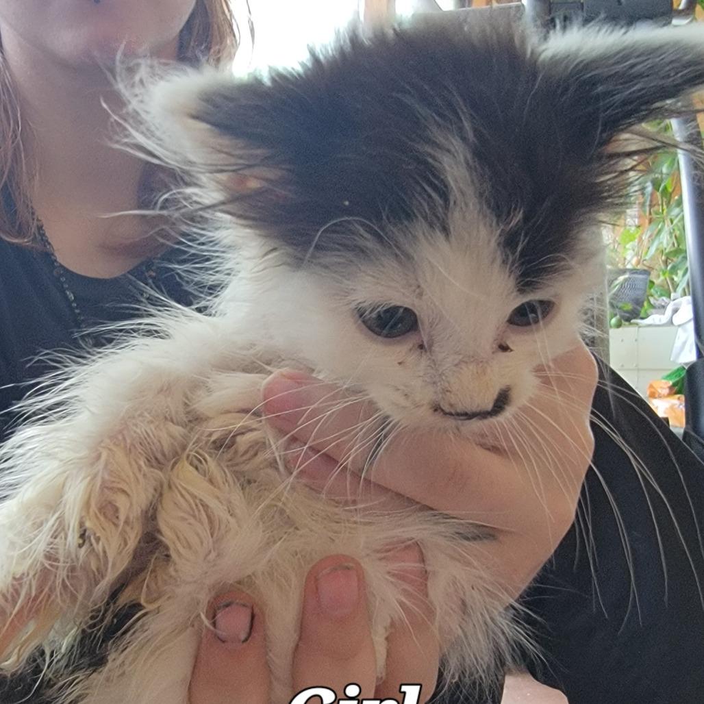 Enlarge Chibby, a Adoptable Domestic Short Hair in Buffalo, WY image 2/3