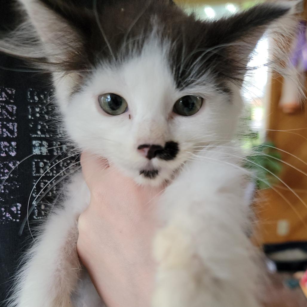 Enlarge Chibby, a Adoptable Domestic Short Hair in Buffalo, WY image 3/3