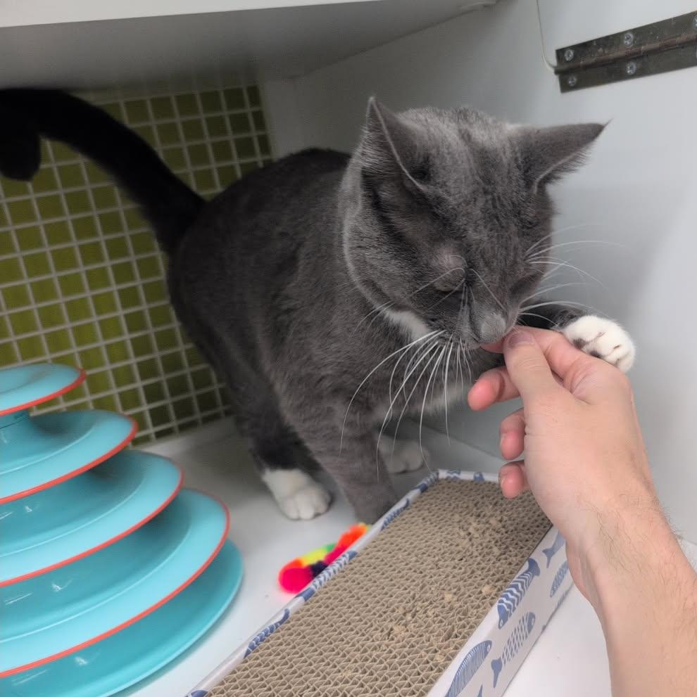 Enlarge Whiskers - A grey tuxie Cat, an adopted Domestic Short Hair in Fountain Valley, CA image 2/4