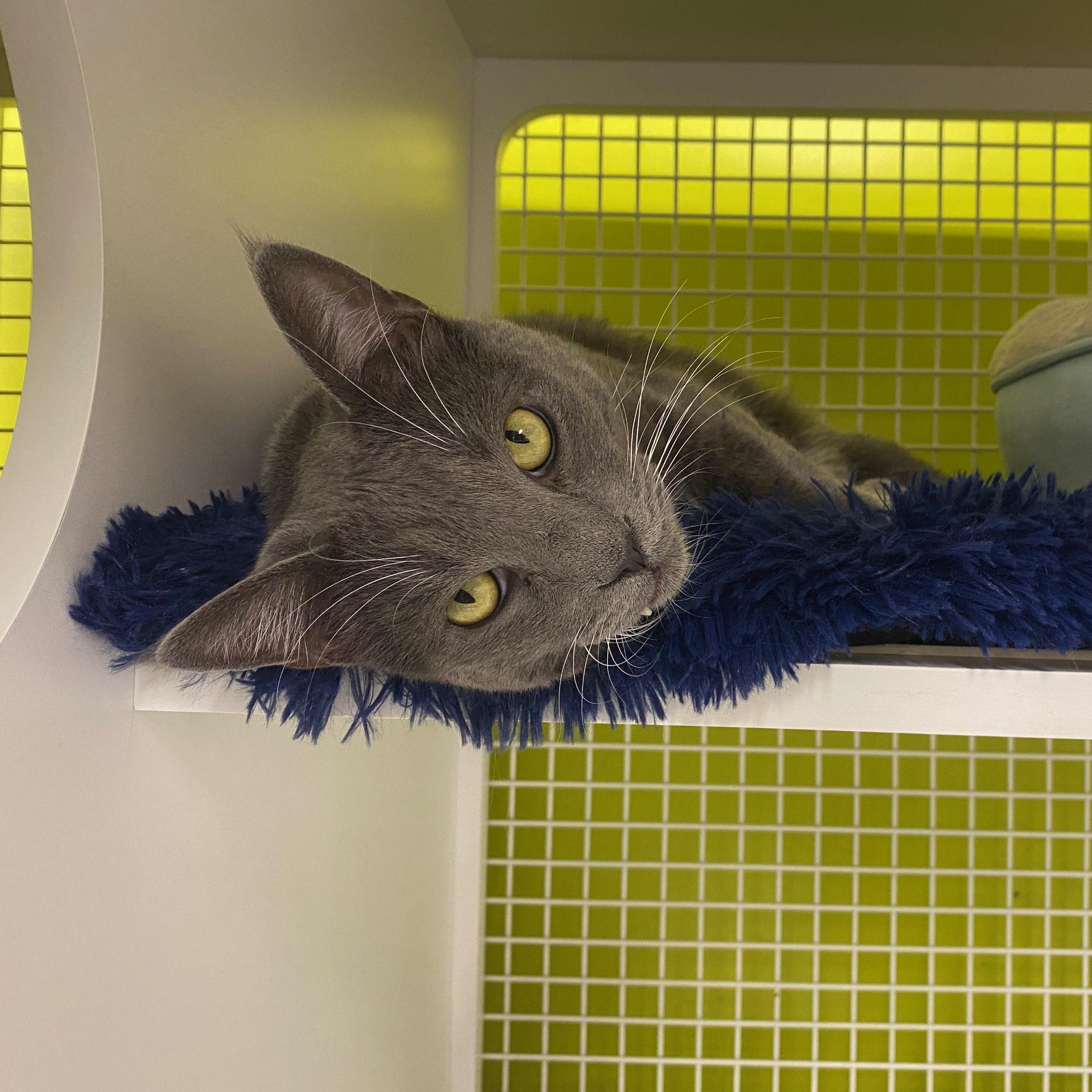 Enlarge Whiskers - A grey tuxie Cat, an adopted Domestic Short Hair in Fountain Valley, CA image 3/4