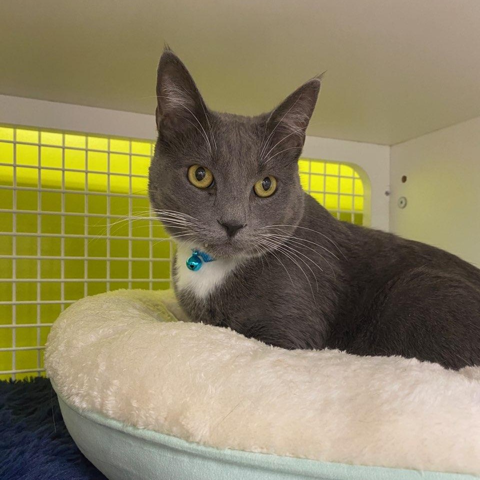 Whiskers - A grey tuxie Cat, Adoptable, Adult Male Domestic Short Hair.