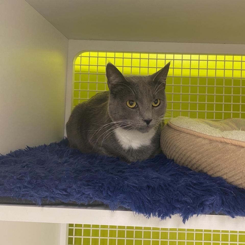 Enlarge Whiskers - A grey tuxie Cat, an adopted Domestic Short Hair in Fountain Valley, CA image 4/4