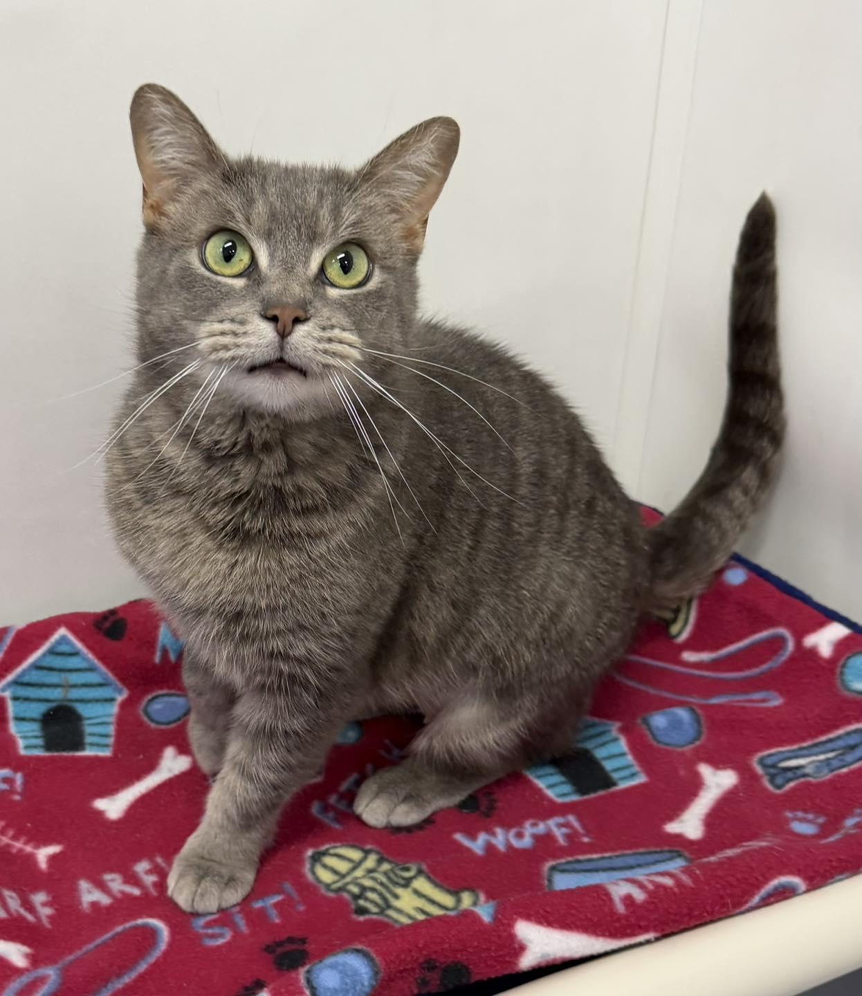 Sammi, ADOPTABLE, Adult Female Domestic Short Hair.